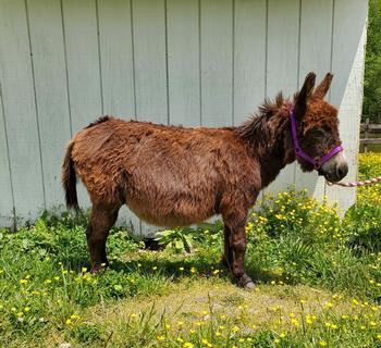 mini donkeys for sale NJ