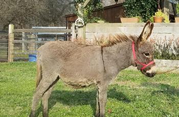 mini donkeys for sale NJ