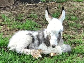 mini donkeys for sale NJ