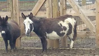 miniature donkeys