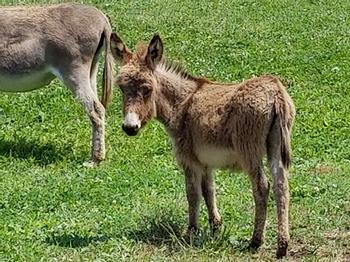 miniature donkeys New Jersey