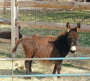 miniature donkeys
