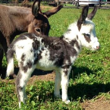 miniature donkeys