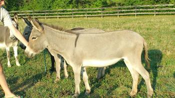 miniature donkeys