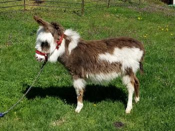 mini donkeys for sale NJ