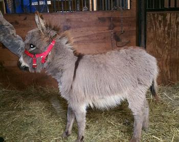 miniature donkeys