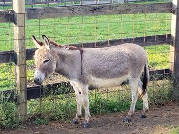 miniature donkeys New Jersey