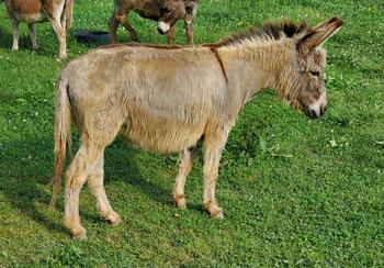 mini donkeys for sale NJ