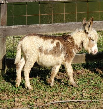 mini donkeys for sale NJ