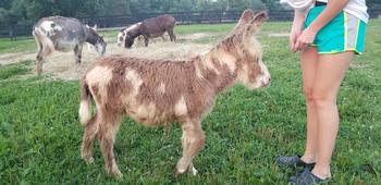 mini donkeys for sale NJ