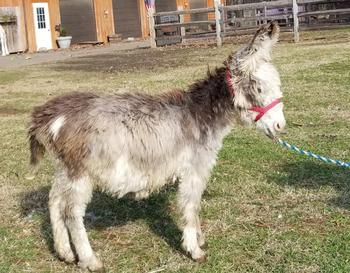 mini donkeys for sale NJ