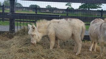 miniature donkeys