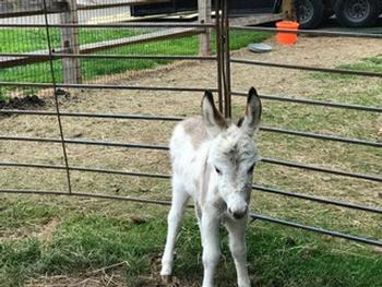miniature donkeys