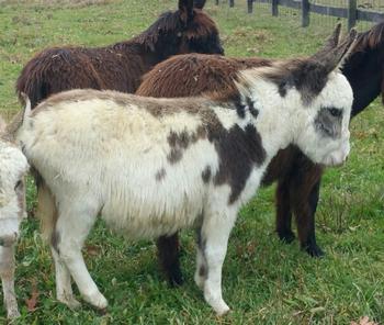 miniature donkeys