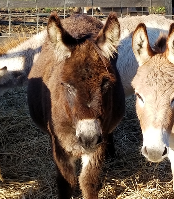 miniature donkeys