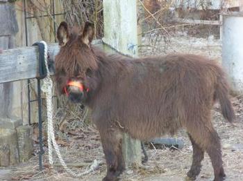 miniature donkeys