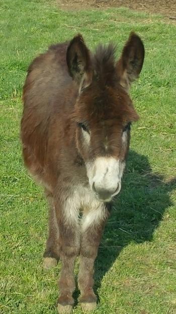 miniature donkeys