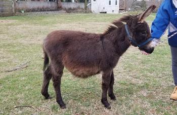 mini donkeys for sale NJ