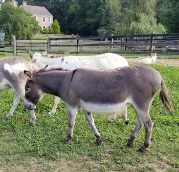 miniature donkeys New Jersey