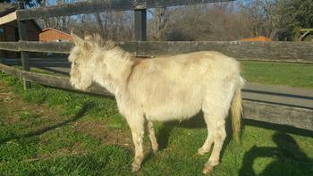 miniature donkeys