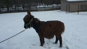 miniature donkeys