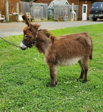 mini donkeys for sale NJ