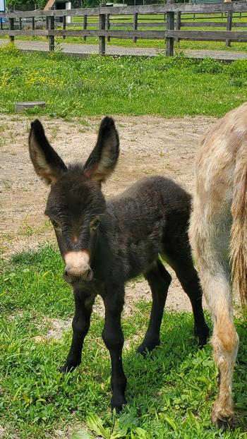 mini donkeys for sale NJ