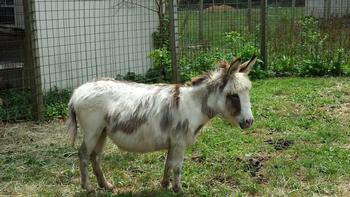 wooly donkeys
