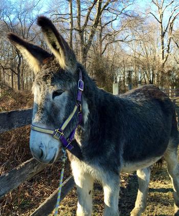 miniature donkeys