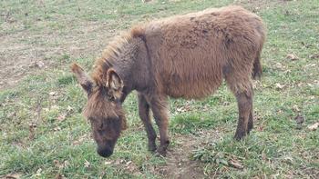 miniature donkeys