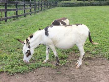 miniature donkeys