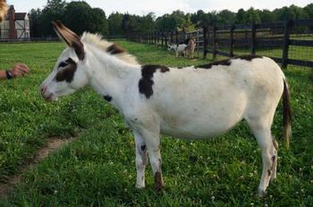 miniature donkeys