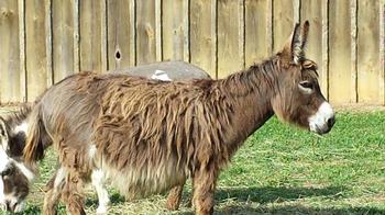 miniature donkeys new jersey