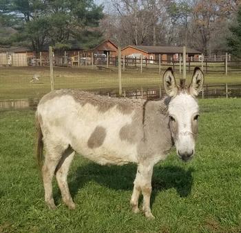 mini donkeys for sale NJ