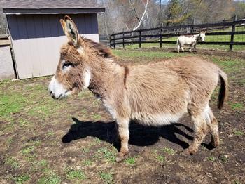 mini donkeys for sale NJ