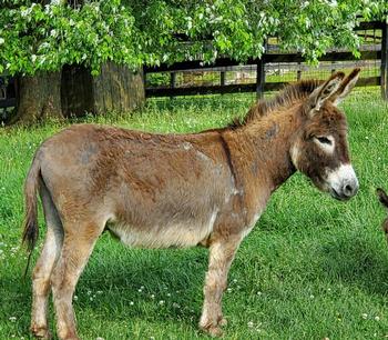 mini donkeys for sale NJ