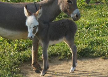 miniature donkeys