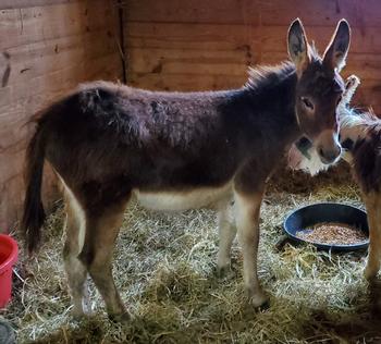 mini donkeys for sale NJ