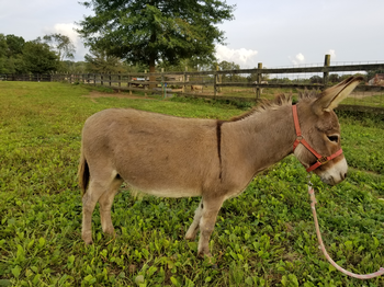 miniature donkeys New Jersey