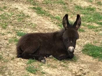 miniature donkeys