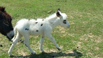 miniature donkeys