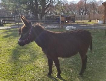mini donkeys for sale NJ