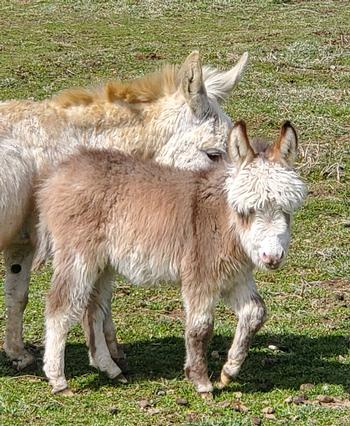 miniature donkeys