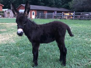mini donkeys for sale NJ