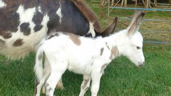 miniature donkeys