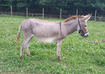 miniature donkeys