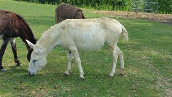 miniature donkeys
