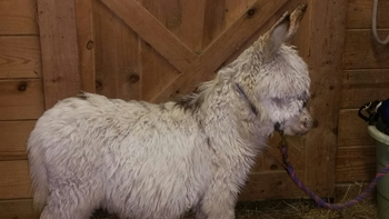 miniature donkeys