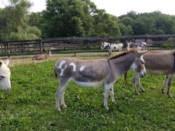 miniature donkeys New Jersey