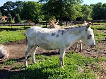 miniature donkeys New Jersey